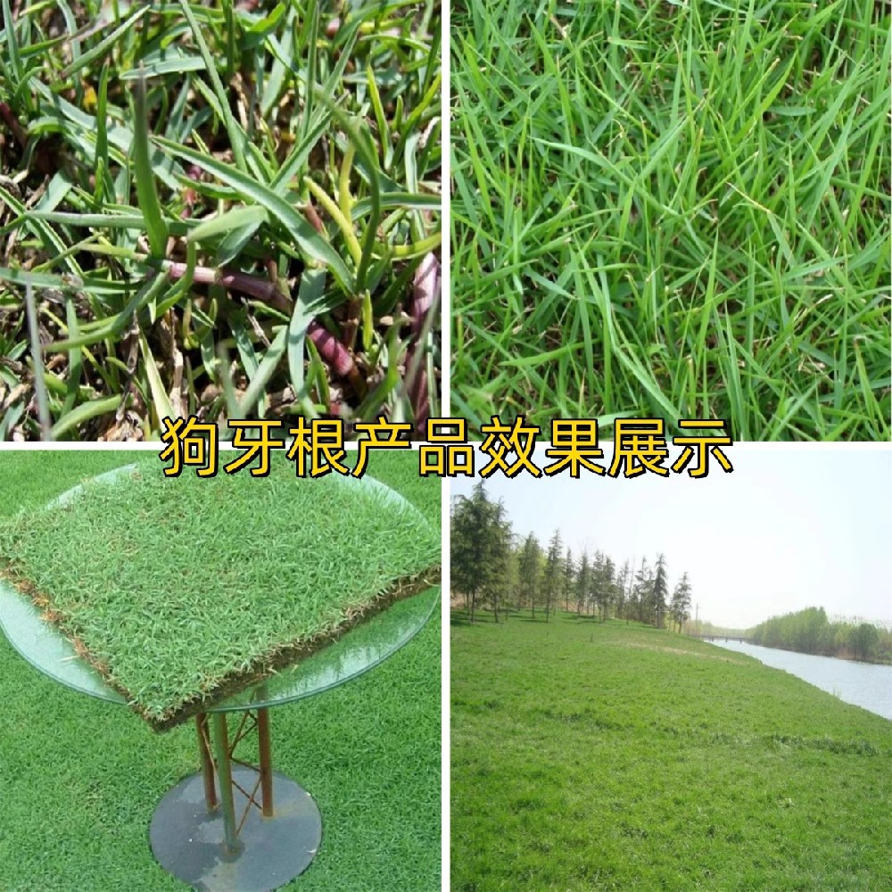 辽宁朝阳干旱丘陵护坡草种批发，一亩地用几斤种子