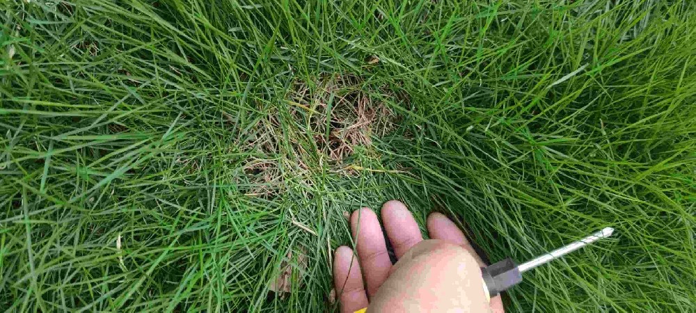 马尼拉草种子批发多少钱一斤，和天堂草怎么区分