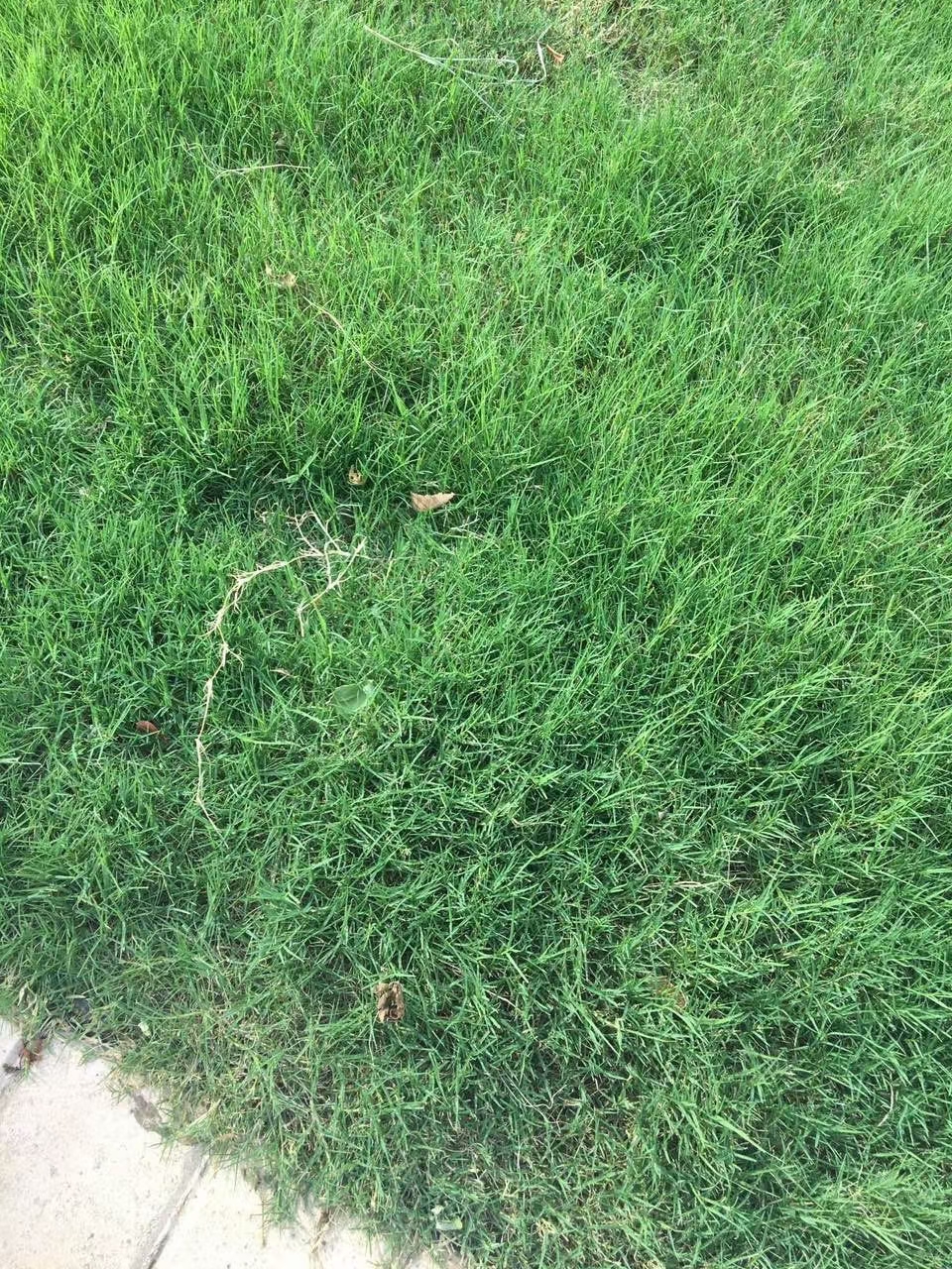 停车场植草砖用什么草种，批发狗牙根还是结缕草