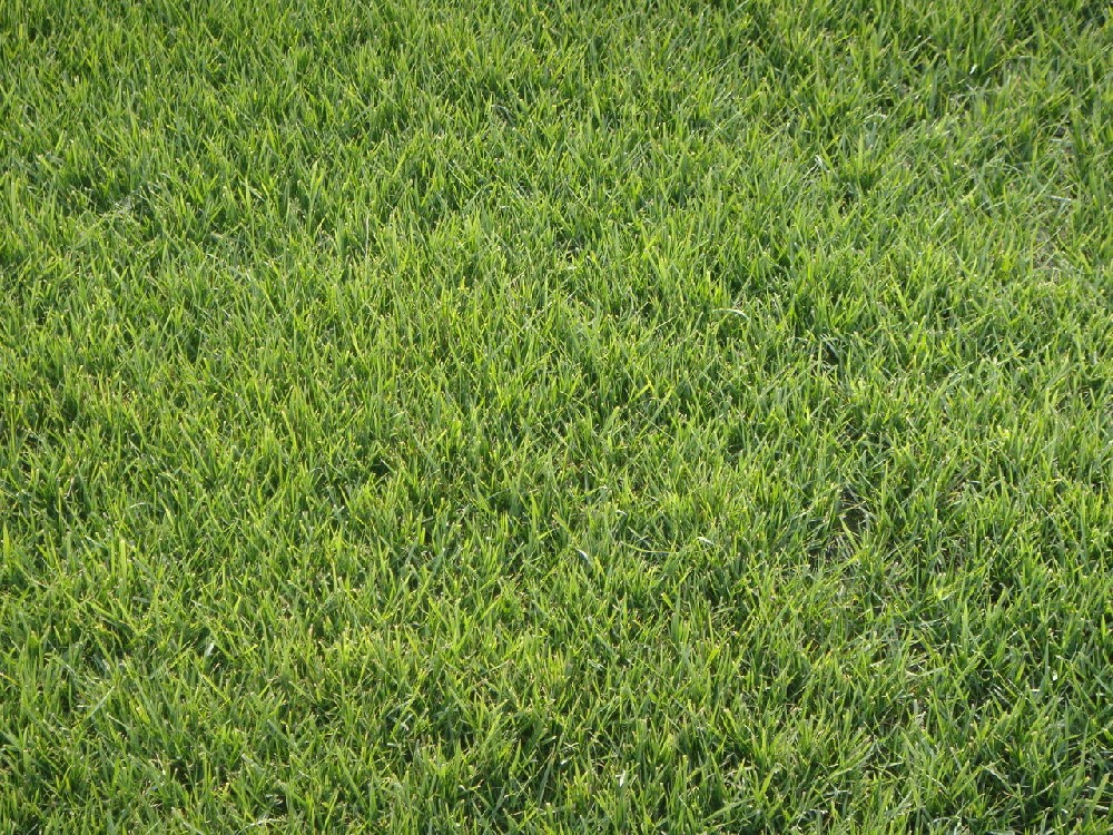 果园行间生草草种批发，苹果园种什么草不抢肥